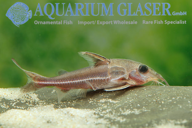 Hemidoras boulengeri Aquarium Glaser GmbH