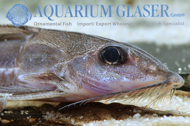 Hemidoras boulengeri Aquarium Glaser GmbH
