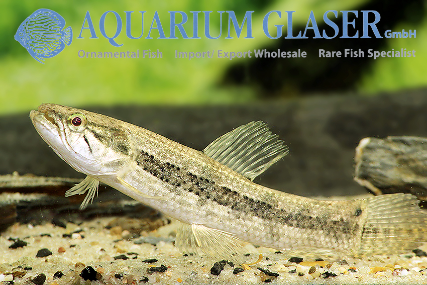 Hoplias malabaricus German bred Aquarium Glaser GmbH