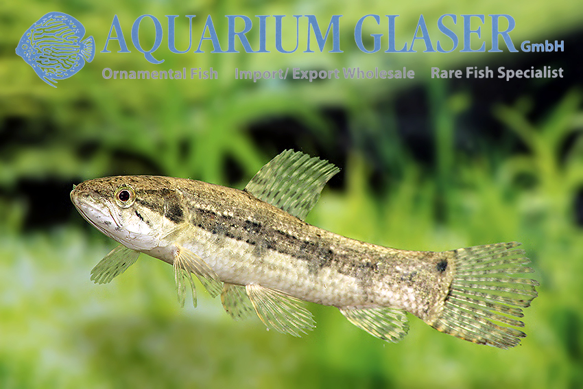 Hoplias clearance malabaricus care