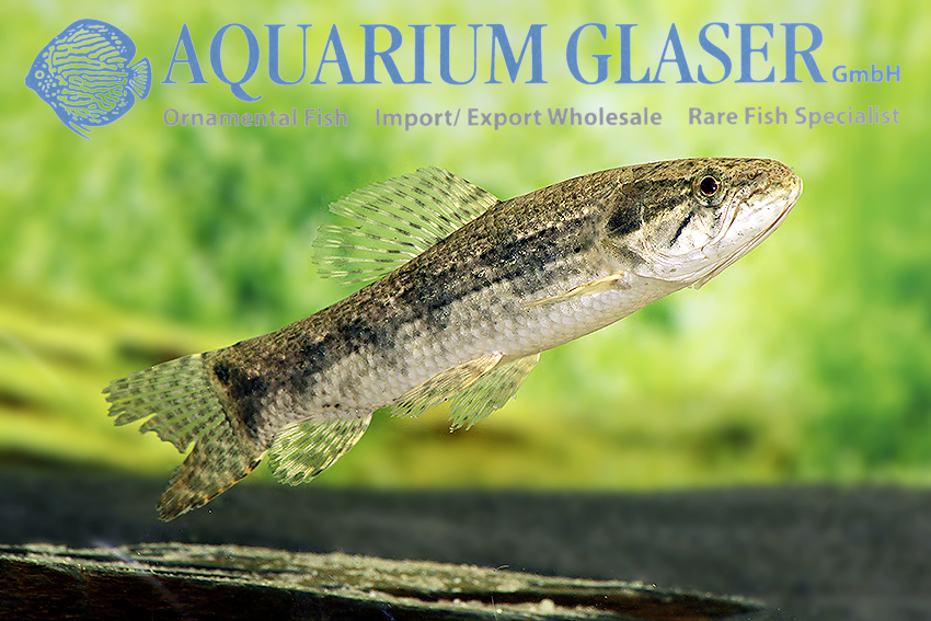 Hoplias clearance malabaricus care