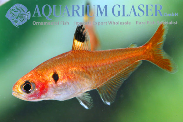 Hyphessobrycon haraldschultzi Aquarium Glaser GmbH