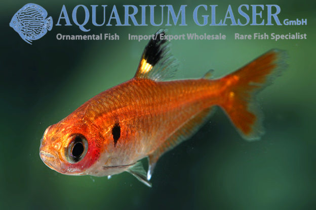 Hyphessobrycon haraldschultzi Aquarium Glaser GmbH