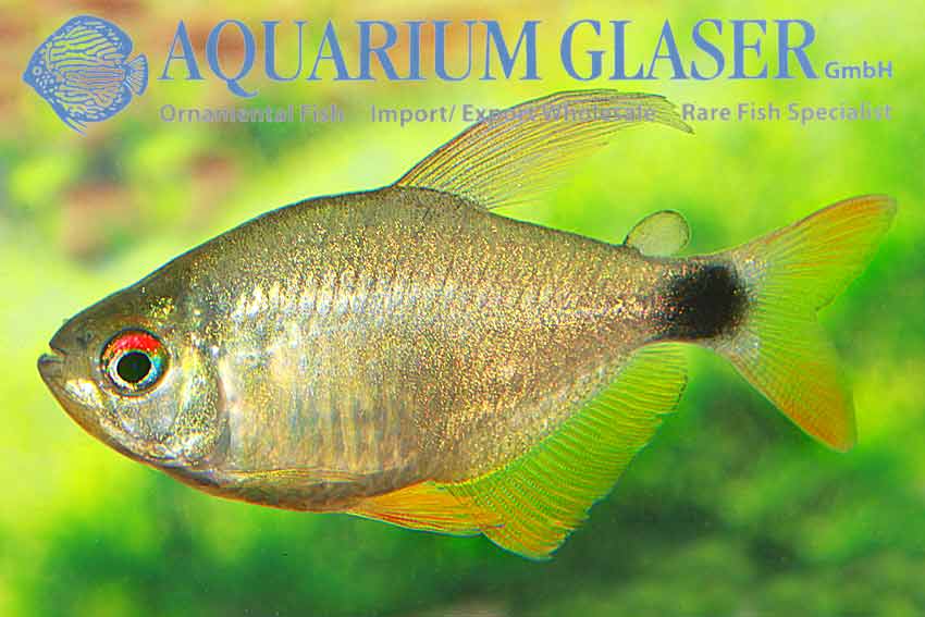 Hyphessobrycon heliacus Aquarium Glaser GmbH