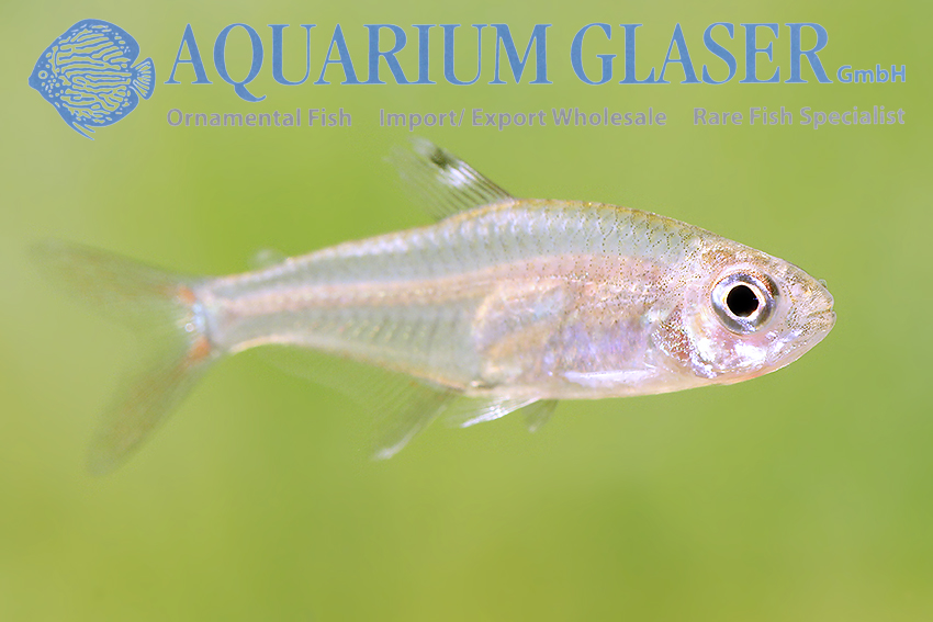 Clear store tetra fish