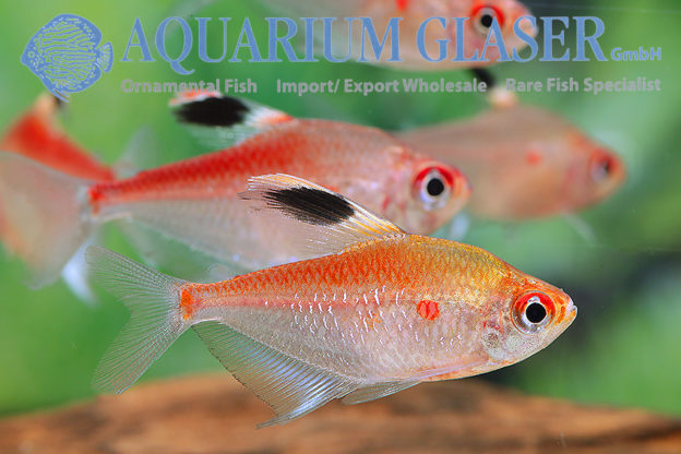 Hyphessobrycon pyrrhonotus Aquarium Glaser GmbH