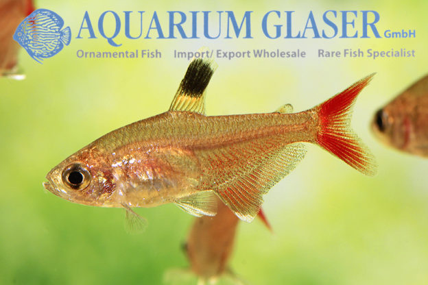 Hyphessobrycon micropterus Aquarium Glaser GmbH