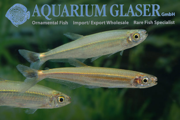 Iguanodectes spilurus Aquarium Glaser GmbH