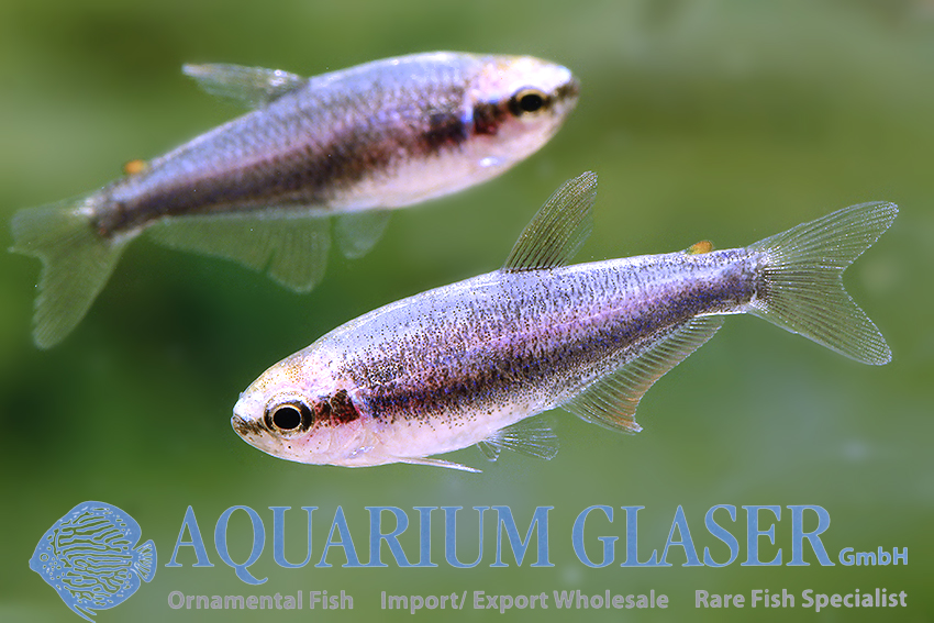 09. Characoids: tetra relationship - Page 2 of 5 - Aquarium Glaser