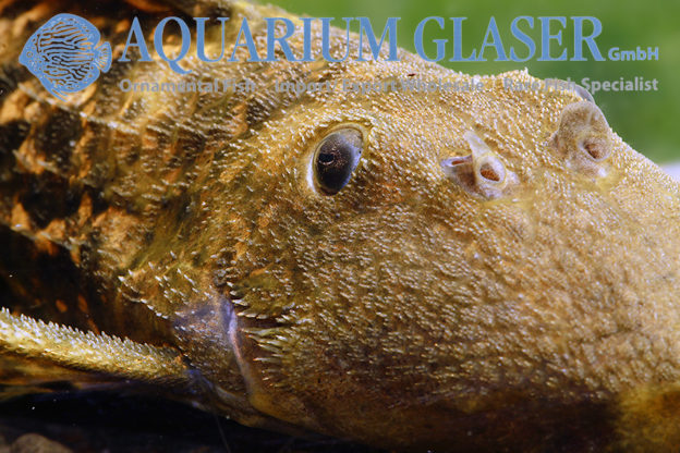 Pseudacanthicus sp. L273 Titanic - Aquarium Glaser GmbH