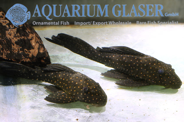 Hypostomus roseopunctatus L311 Aquarium Glaser GmbH