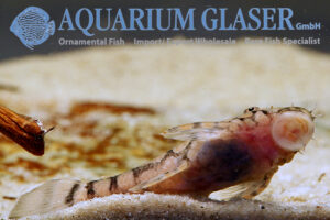Ancistrus sp. L519 Bolivia - Aquarium Glaser GmbH