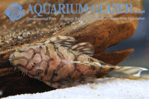 Ancistrus sp. L519 Bolivia - Aquarium Glaser GmbH