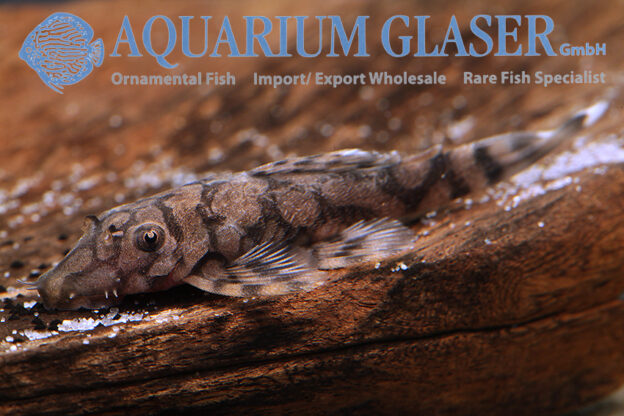 Ancistrus sp. L519 Bolivia - Aquarium Glaser GmbH