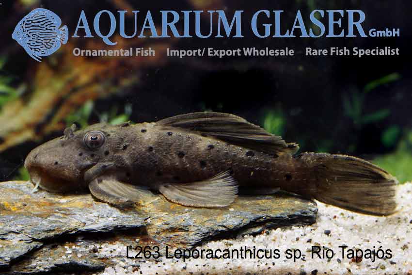 Leporacanthicus from the Rio Tapajós: L263 and L264 - Aquarium