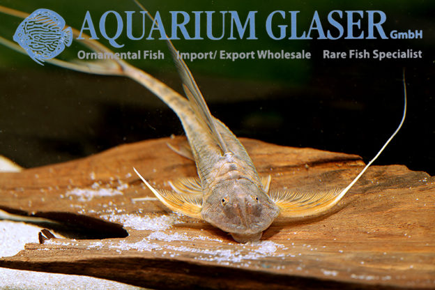 Lamontichthys filamentosus Aquarium Glaser GmbH