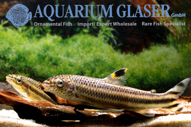 Leporellus vittatus Aquarium Glaser GmbH