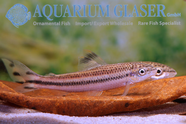 Leporellus vittatus Aquarium Glaser GmbH