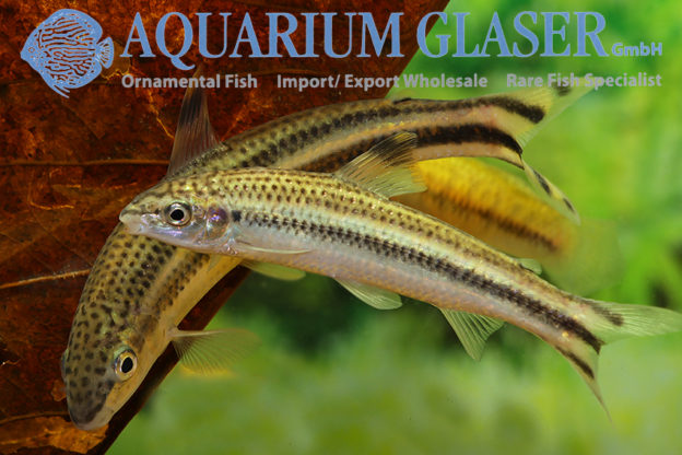 Leporellus vittatus Aquarium Glaser GmbH