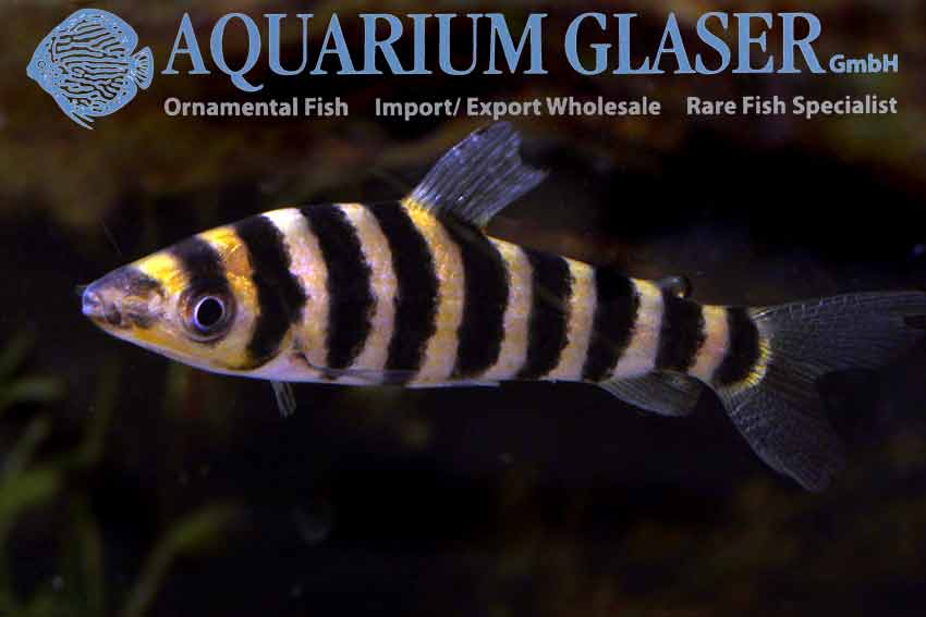 Unusual ornamental fish bred in Indonesia 3 Leporinus affinis