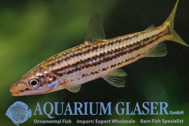 Leporinus sexstriatus Aquarium Glaser GmbH