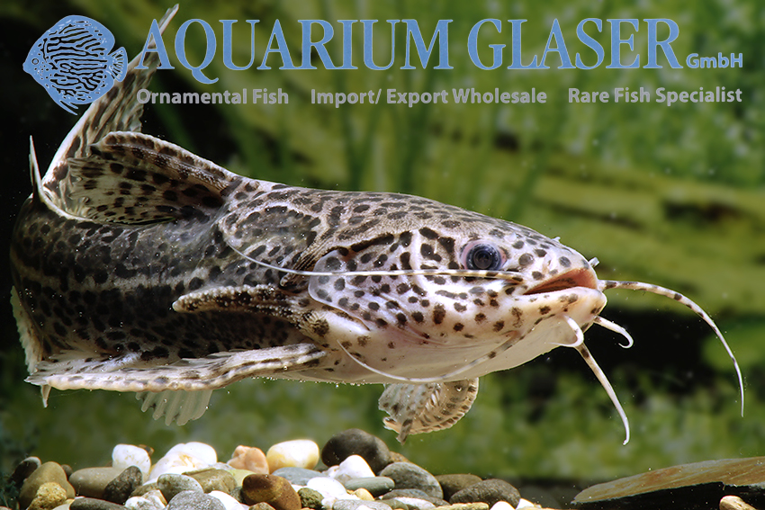 Jaguar catfish care hotsell