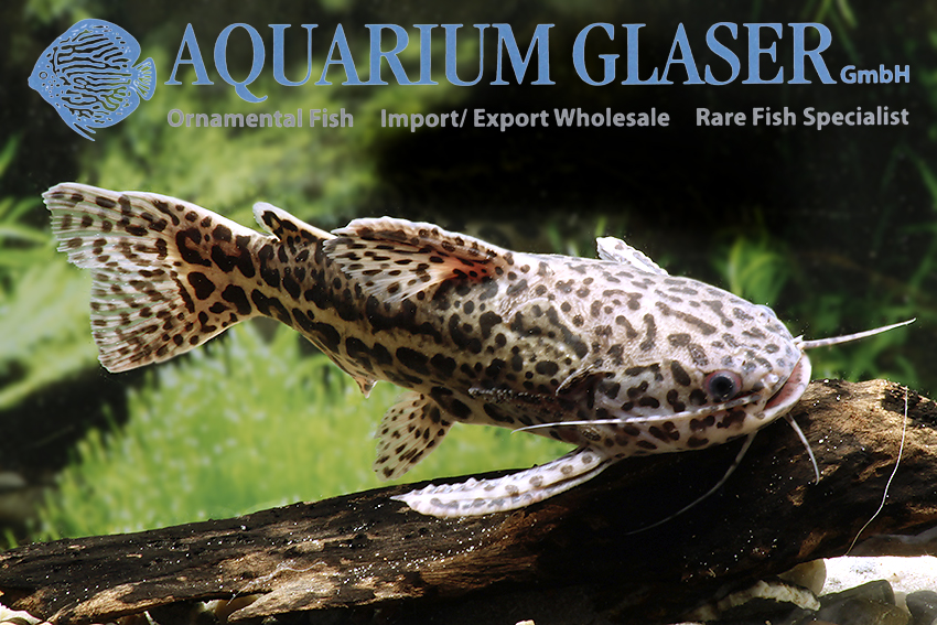 Jaguar catfish best sale care