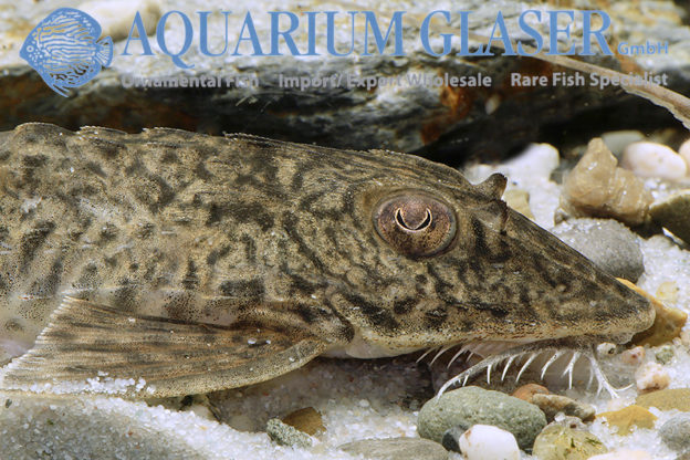 Loricaria lata Aquarium Glaser GmbH