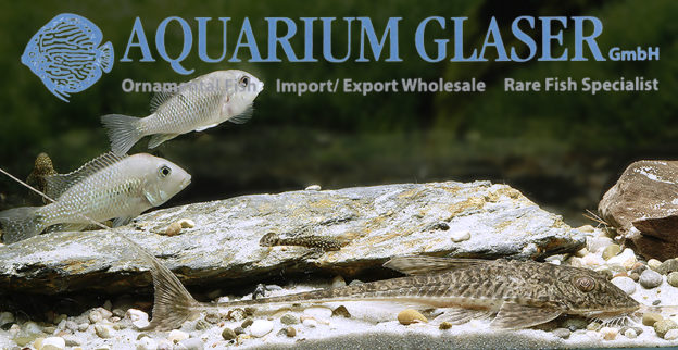Loricaria lata Aquarium Glaser GmbH