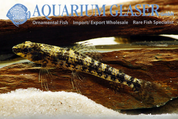 Melanocharacidium cf. dispilomma Aquarium Glaser GmbH