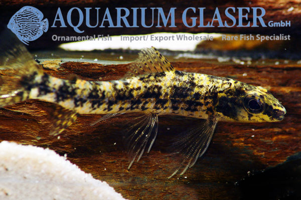 Melanocharacidium cf. dispilomma Aquarium Glaser GmbH