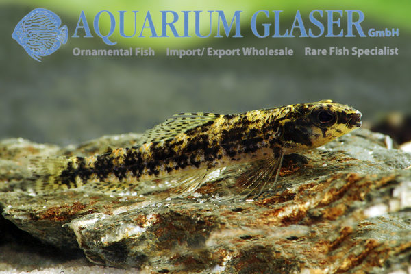 Melanocharacidium cf. dispilomma Aquarium Glaser GmbH