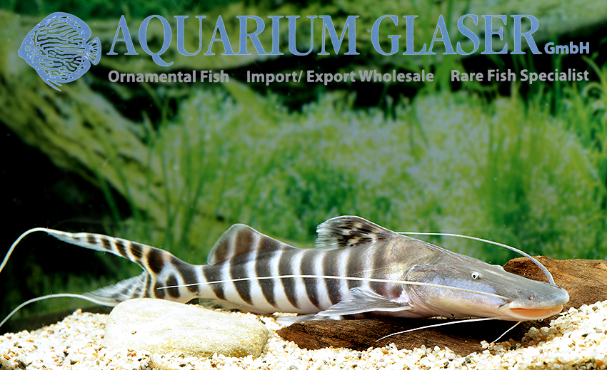 https://www.aquariumglaser.de/wp-content/uploads/267604-brachyplatystoma-tigrinum4.jpg