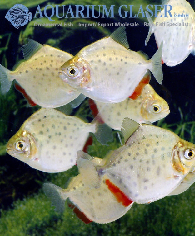 Metynnis maculatus Aquarium Glaser GmbH