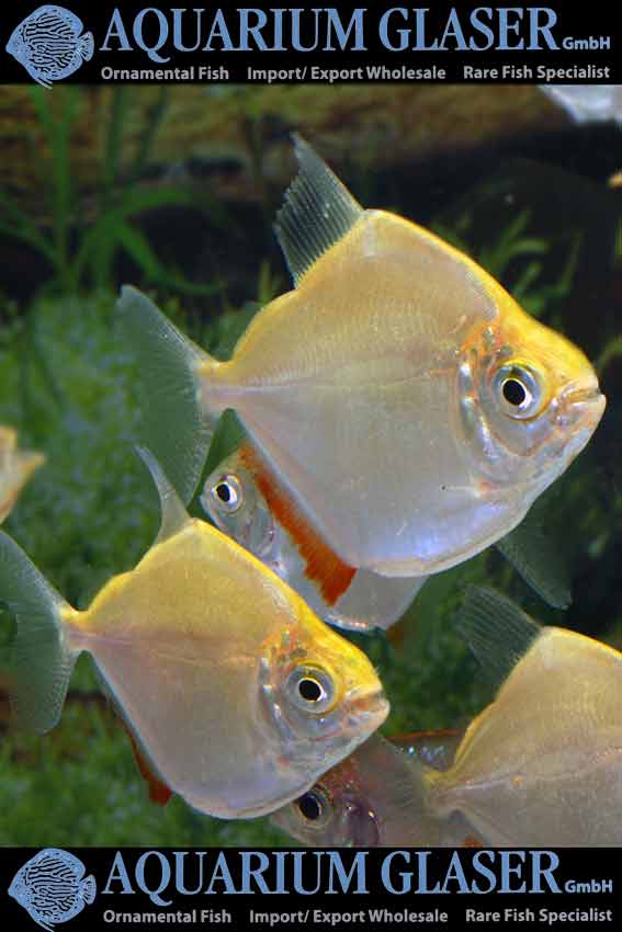 silver dollar fish sexes Identifying sex of silver dollar fish