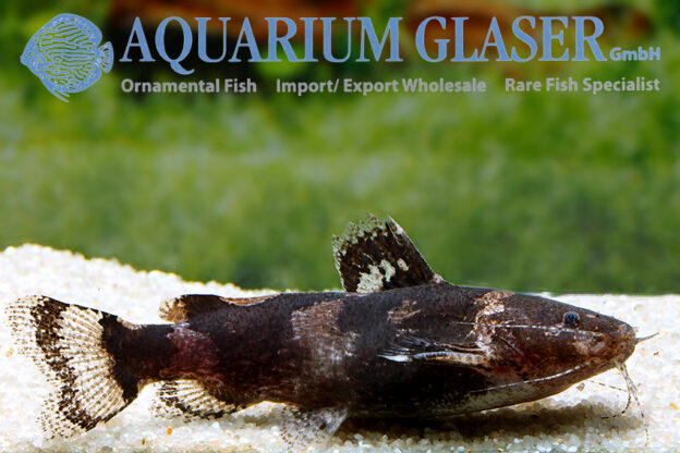 Microglanis „poecilus“ Aquarium Glaser GmbH