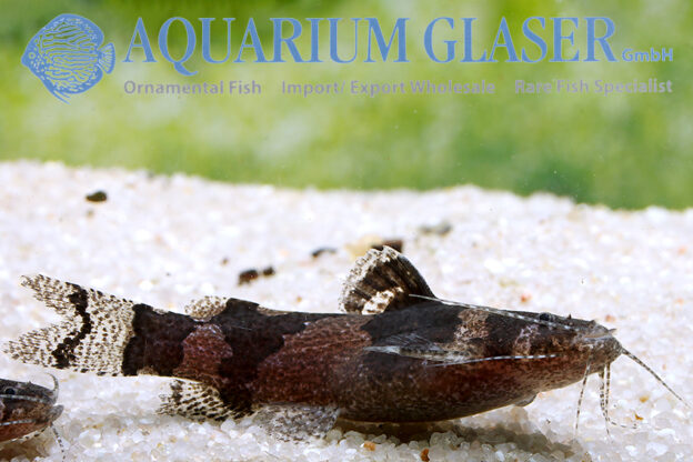 Microglanis „poecilus“ Aquarium Glaser GmbH