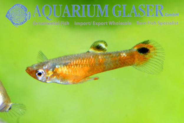Micropoecilia picta Red Aquarium Glaser GmbH