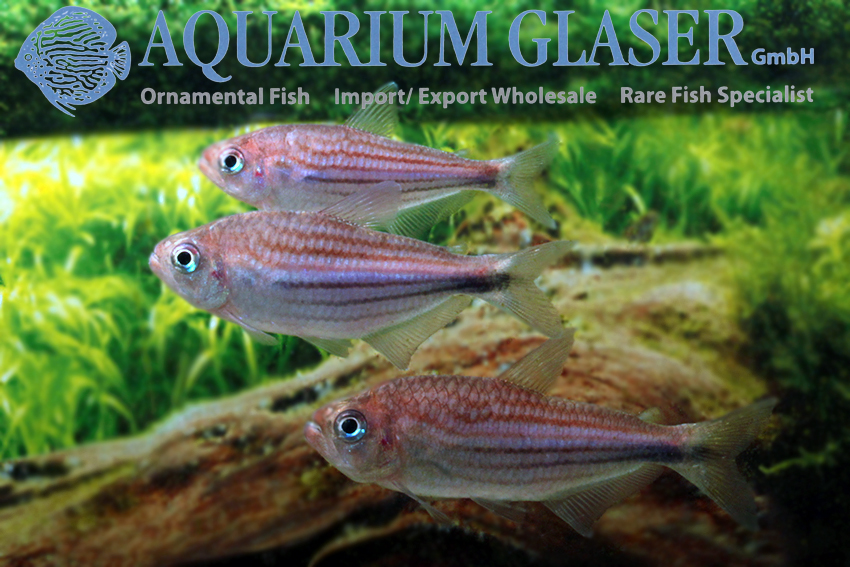Moenkhausia agnesae Aquarium Glaser GmbH