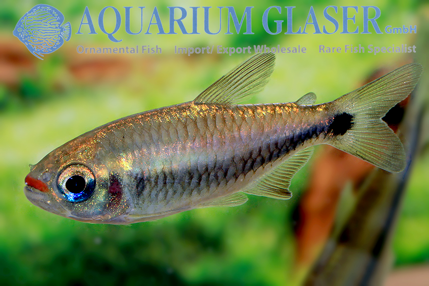 Rainbow Tetra - Nematobrycon lacortei Fish Profile & Care Guide