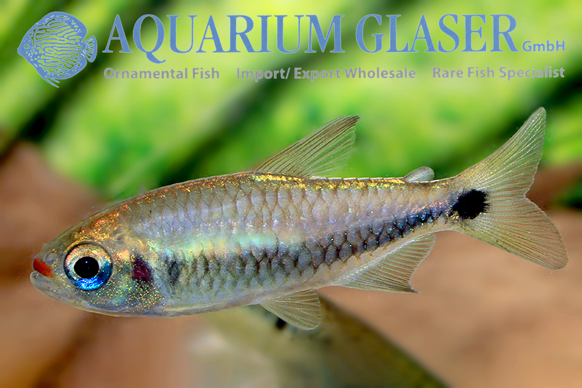 Rainbow Tetra - Nematobrycon lacortei Fish Profile & Care Guide