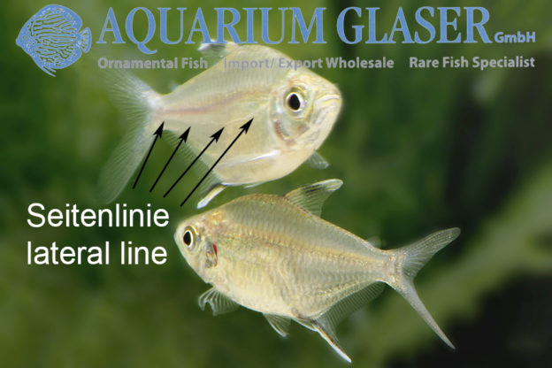 Hemigrammus Aquarium Glaser GmbH