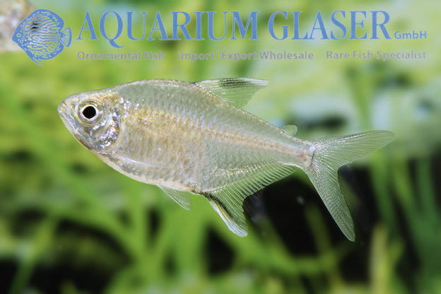 Hemigrammus Aquarium Glaser GmbH