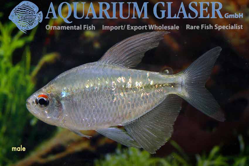 Moenkhausia pittieri Aquarium Glaser GmbH