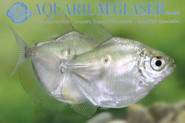 Mylossoma aureum Aquarium Glaser GmbH