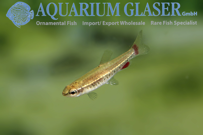 www.aquariumglaser.de