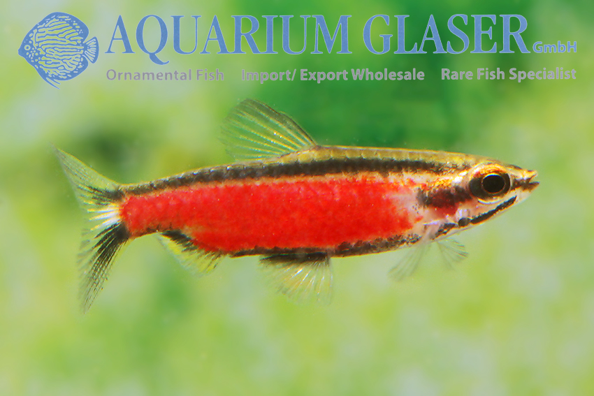 Neon and Ember Tetras: Co-Existence, Care, Feeding + More