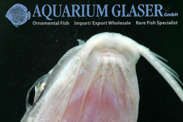 Nemadoras elongatus Aquarium Glaser GmbH