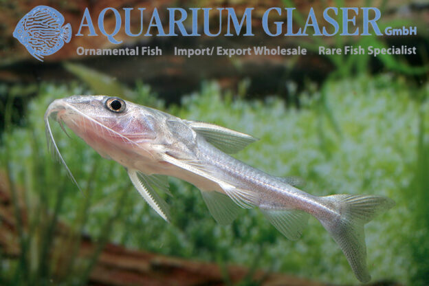 Nemadoras elongatus Aquarium Glaser GmbH