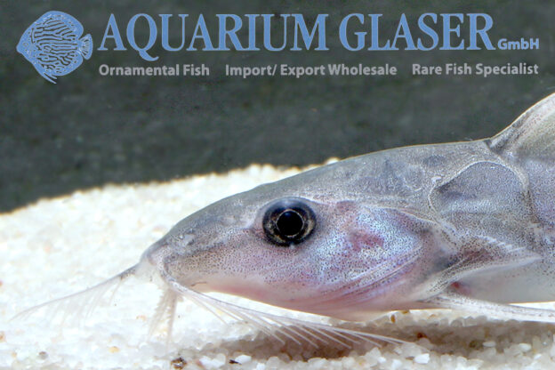 Nemadoras elongatus Aquarium Glaser GmbH